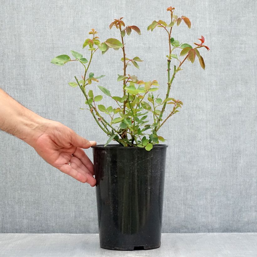 Exemplaar van Rosa Dainty Bess - Grootbloemige roos Pot van 4 l/5 l zoals geleverd in de zomer
