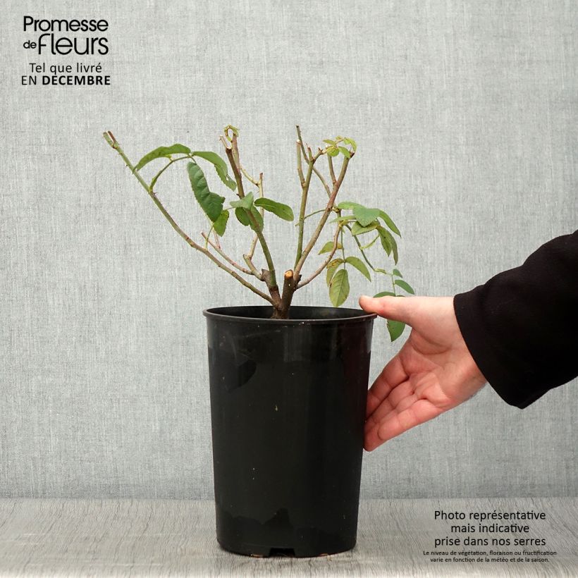 Exemplaar van Rosa Ispahan - Historische roos Pot van 4 l/5 l zoals geleverd in de herfst
