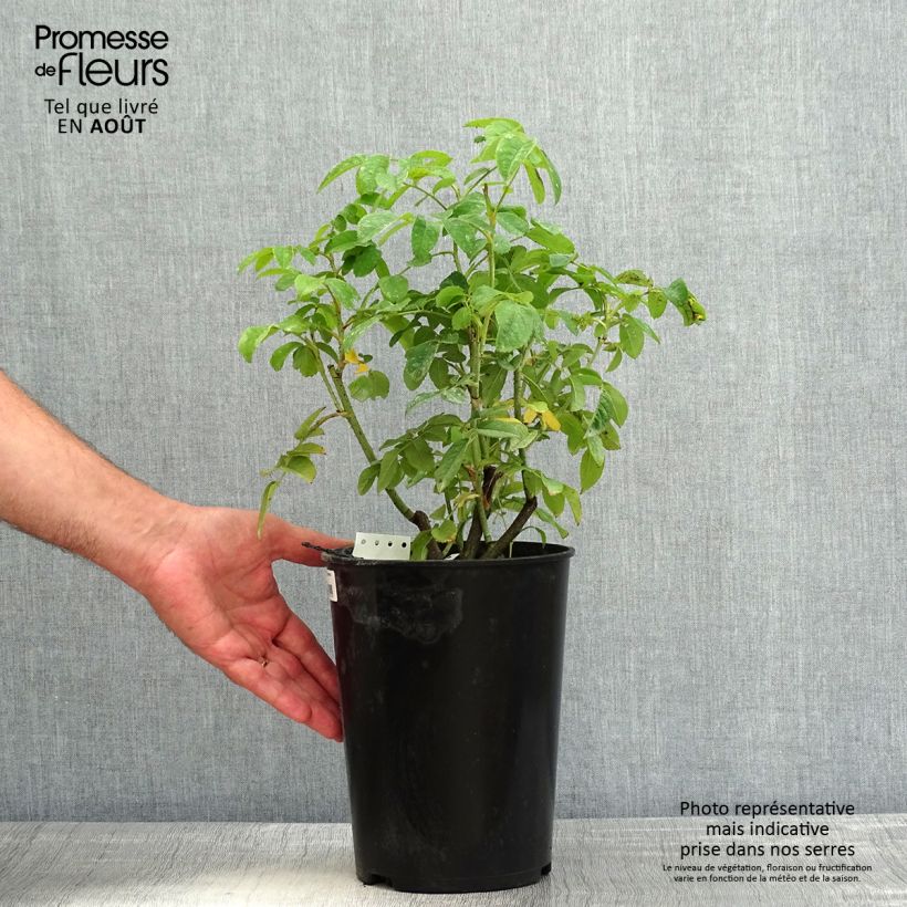 Exemplaar van Rosa Ispahan - Historische roos Pot van 4 l/5 l zoals geleverd in de zomer