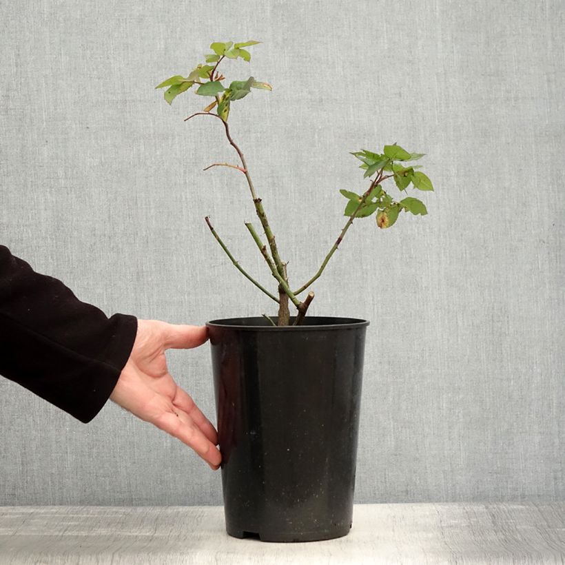 Example of Rosa Fantin-Latour - Historische roos Pot van 4 l/5 l as you get in hiver