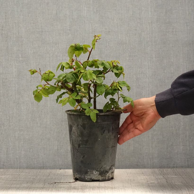 Exemplaar van Rosa Fantin-Latour - Historische roos Pot van 4 l/5 l zoals geleverd in de lente