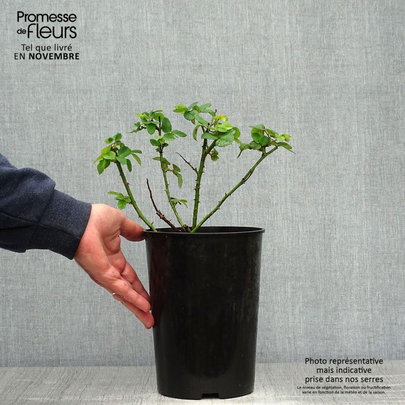 Exemplaar van Rosa Ferdinand Pichard - Historische roos Pot van 4 l/5 l zoals geleverd in de herfst