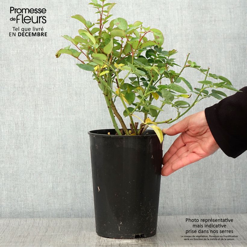 Exemplaar van Rosa Fragrant Old Yellow - Grootbloemige roos Pot van 4 l/5 l zoals geleverd in de herfst