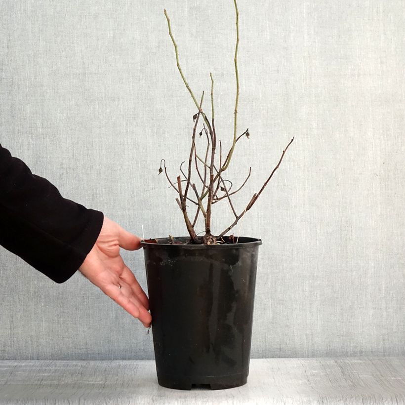 Example of Rosa gallica Officinalis - Historische roos Pot van 4 l/5 l as you get in hiver