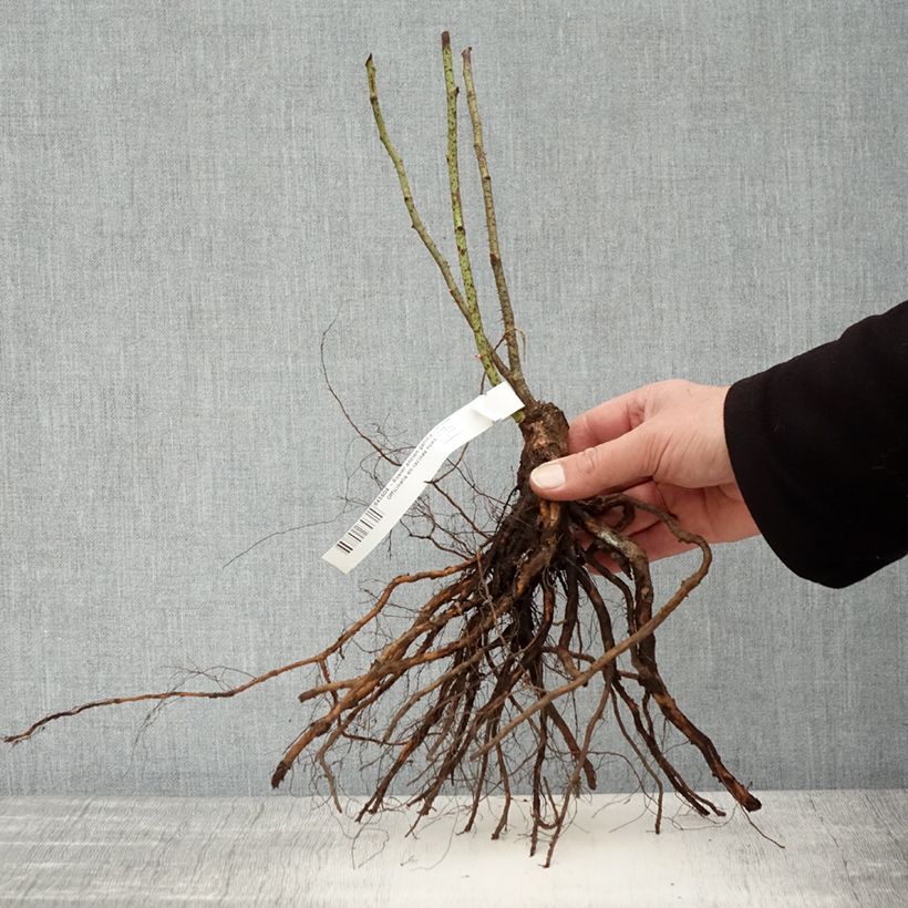 Example of Rosa gallica Officinalis - Historische roos Naakte wortel as you get in hiver