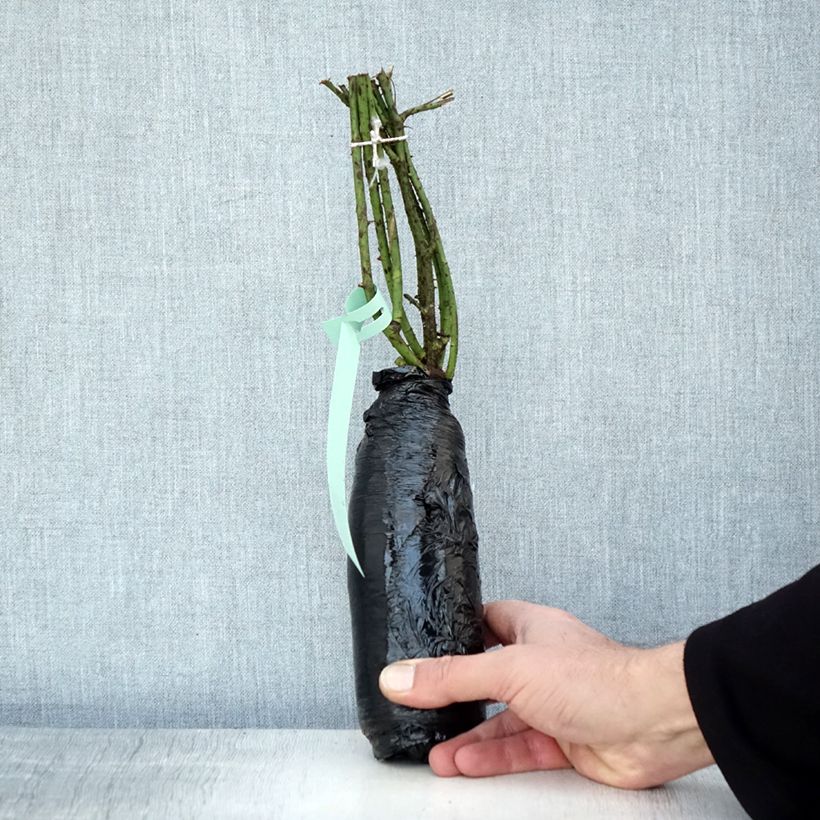 Example of Rosa gallica - Historische roos In kluit as you get in hiver