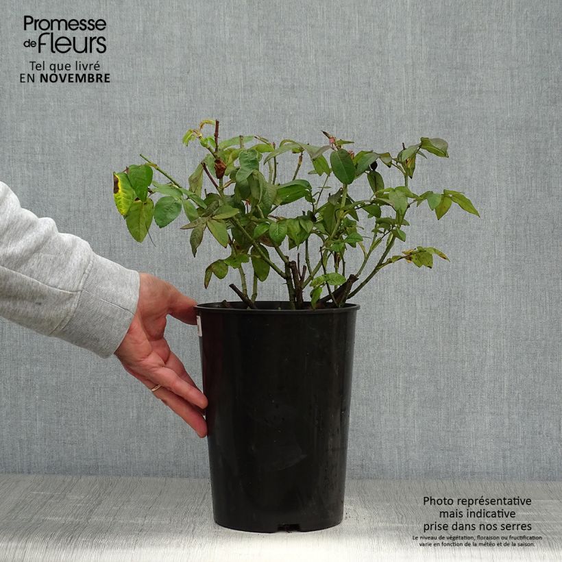 Exemplaar van Rosa Rosa Mundi - Historische roos Pot van 4 l/5 l zoals geleverd in de herfst