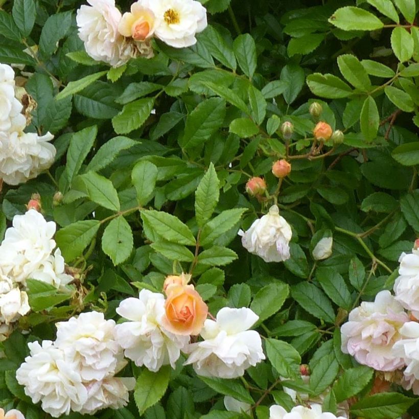 Rosa Ghislaine de Féligonde - Historische roos (Foliage)
