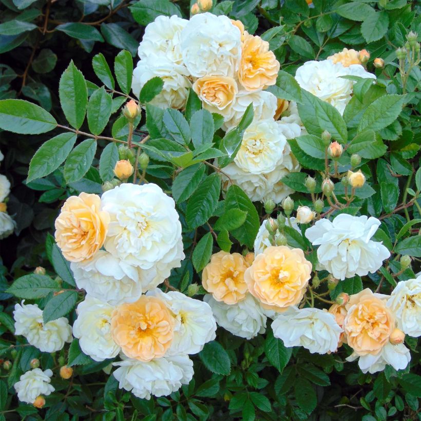 Rosa Ghislaine de Féligonde - Historische roos (Flowering)
