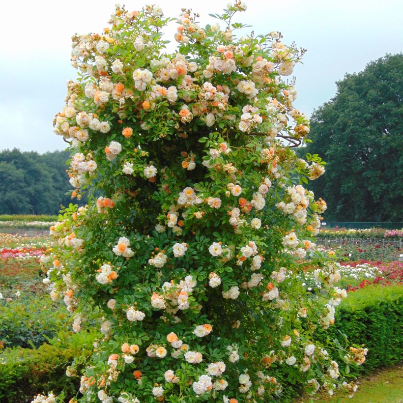 Rosa Ghislaine de Féligonde - Historische roos (Plant habit)