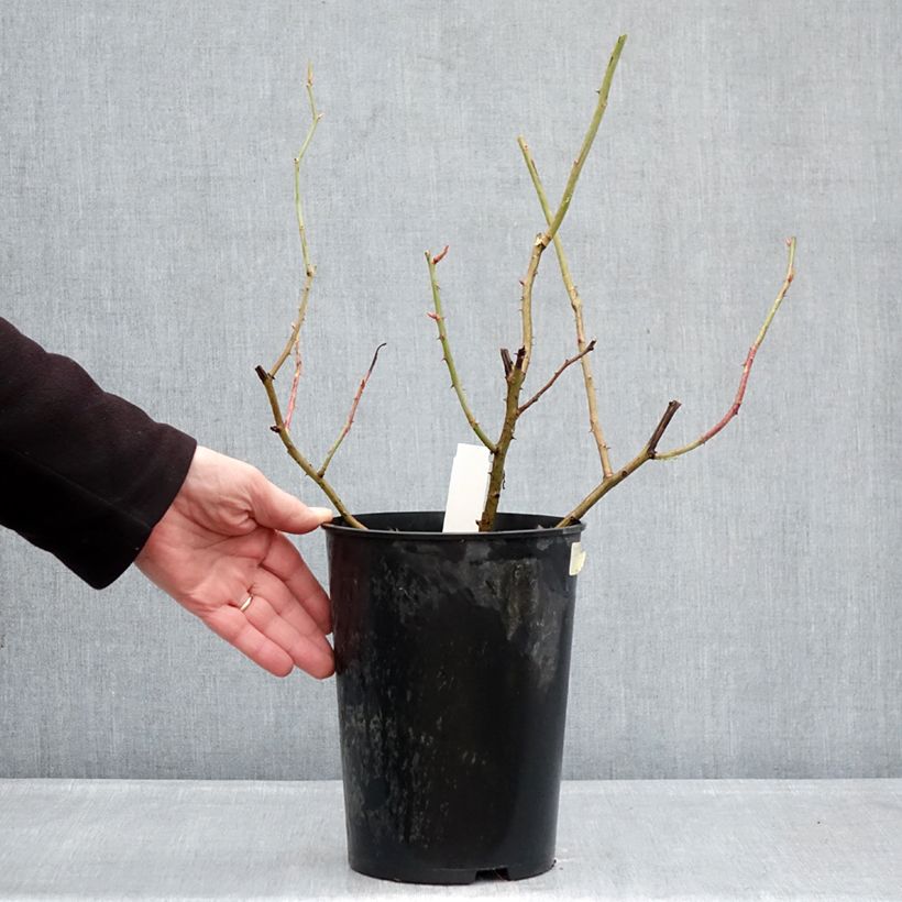 Exemplaar van Rosa gallica Gros Provins Panaché BIO - Historische roos Pot van 4 l/5 l zoals geleverd in de winter