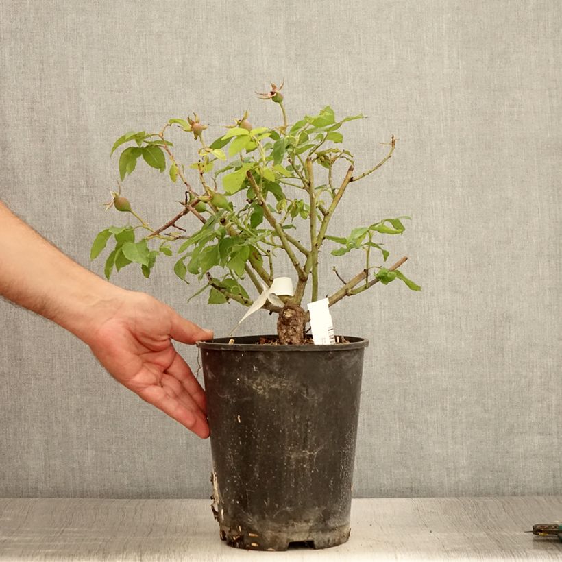 Example of Rosier ancien Gros Provins Panaché BIO Pot van 4 l/5 l as you get in ete