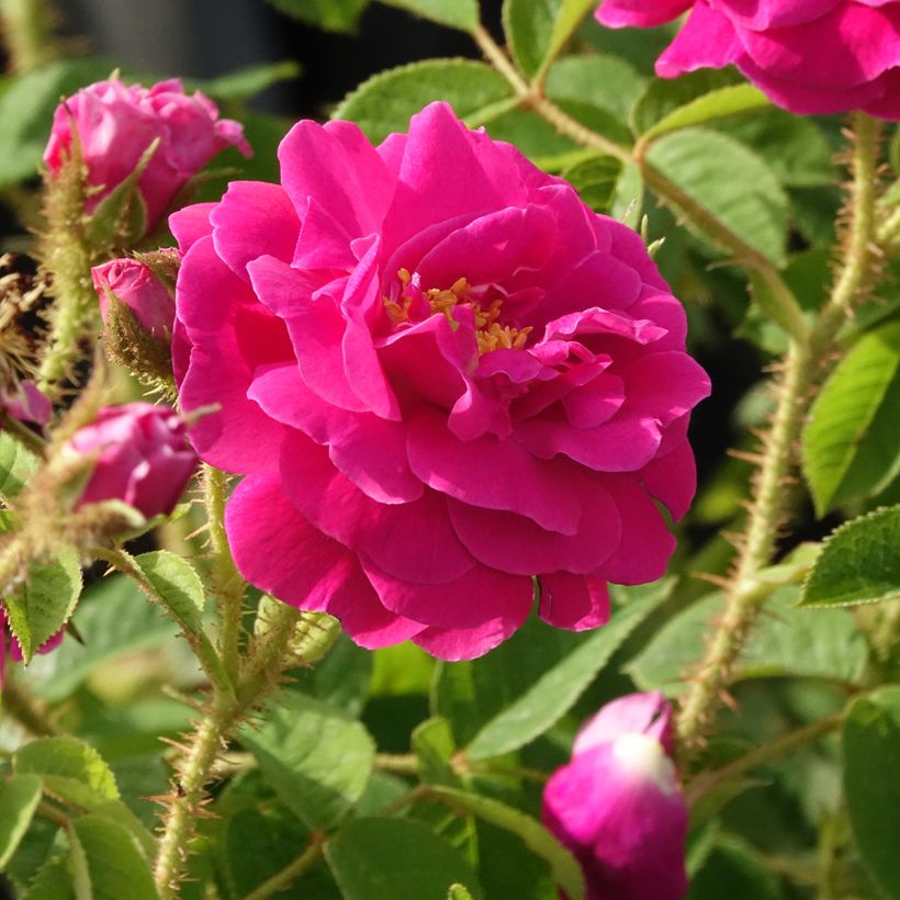 Rosa Henri Martin - Historische roos (Bloei)
