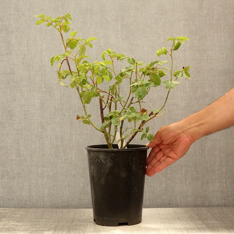 Exemplaar van Rosa Henri Martin - Historische roos Pot van 4 l/5 l zoals geleverd in de zomer