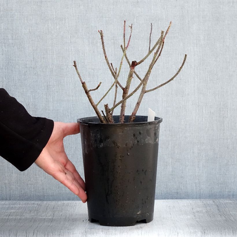 Example of Rosier ancien Henri Martin (Red Moss) Pot van 4 l/5 l as you get in hiver