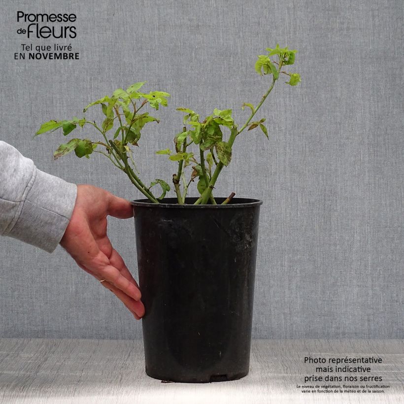 Exemplaar van Rosa Honorine de Brabant - Historische roos Pot van 4 l/5 l zoals geleverd in de herfst