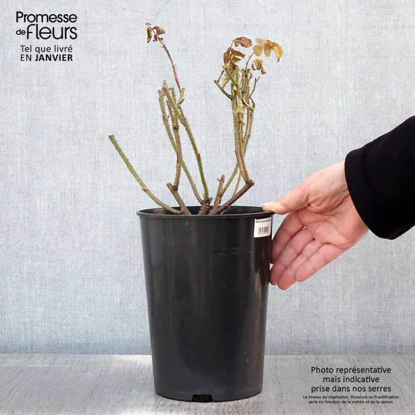 Example of Rosier ancien Jacques Cartier  Pot van 4 l/5 l as you get in hiver