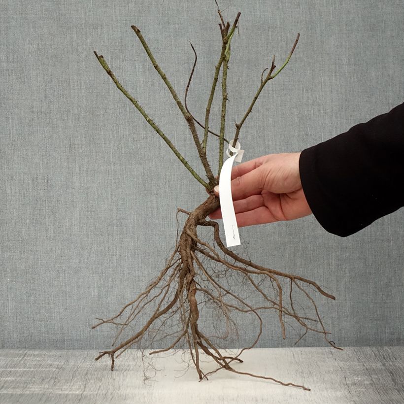 Example of Rosier ancien Jacques Cartier  Naakte wortel as you get in hiver