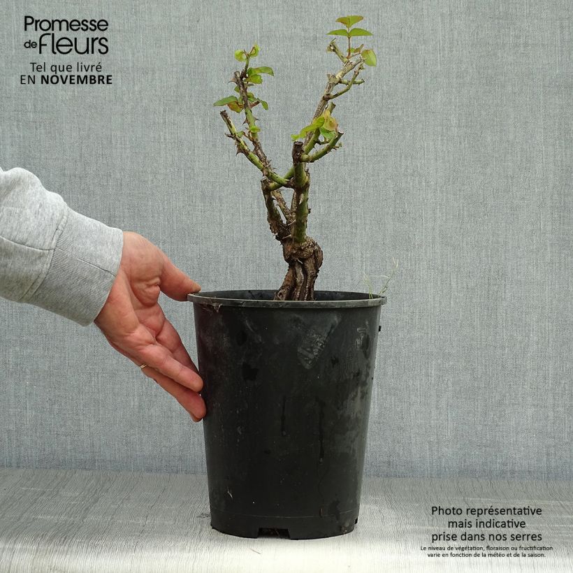 Exemplaar van Rosa Joseph's Coat - Trosroos Pot van 4 l/5 l zoals geleverd in de herfst