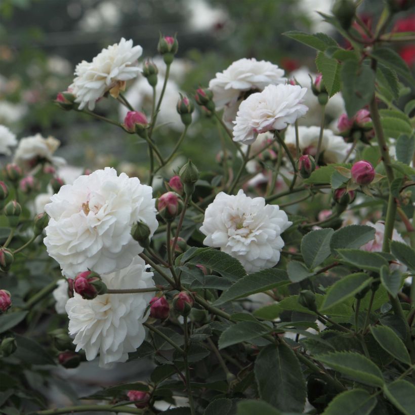 Rosa Little White Pet - Historische roos (Flowering)