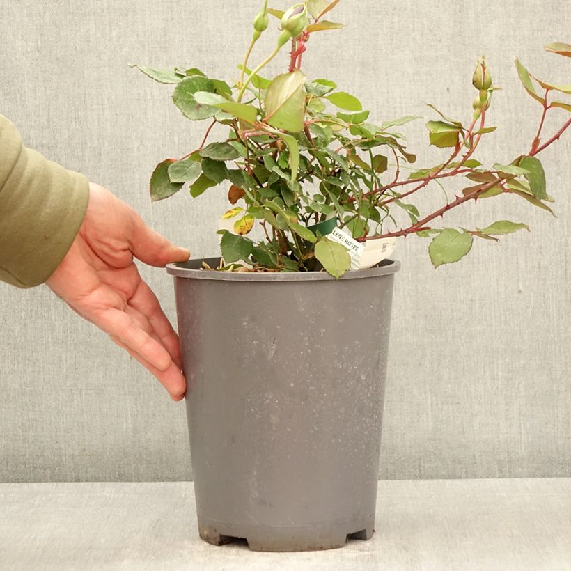 Exemplaar van Rosa Louis XIV - Historische roos Pot van 4 l/5 l zoals geleverd in de lente