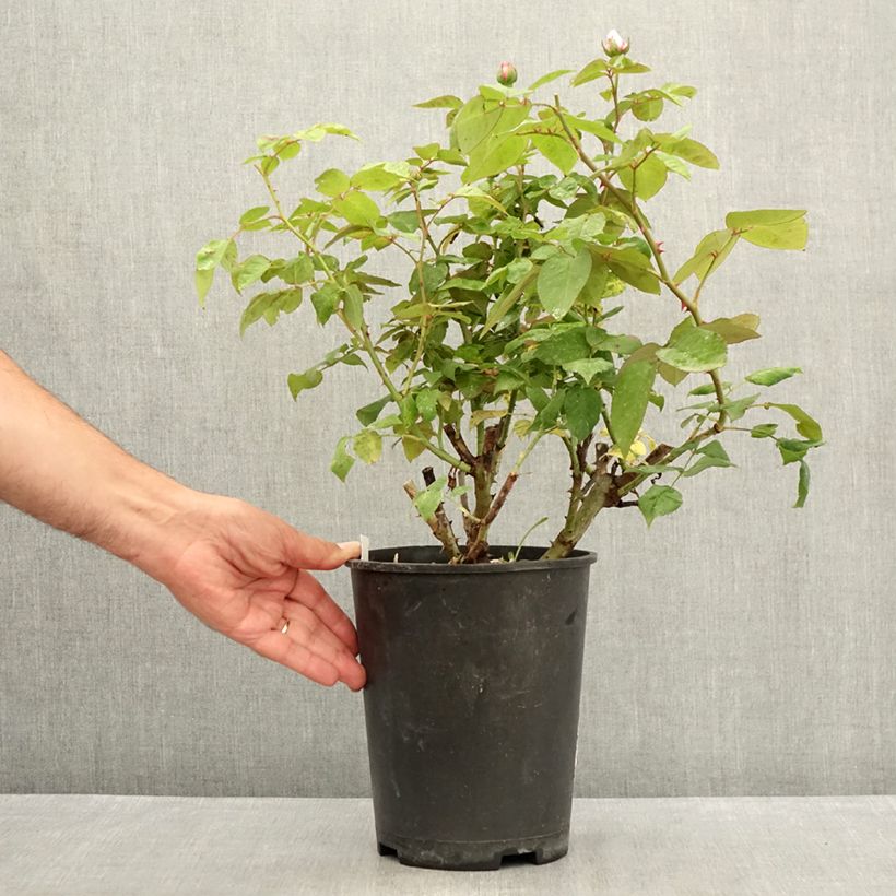 Example of Rosier ancien Madame Ernest Calvat Pot van 4 l/5 l as you get in ete