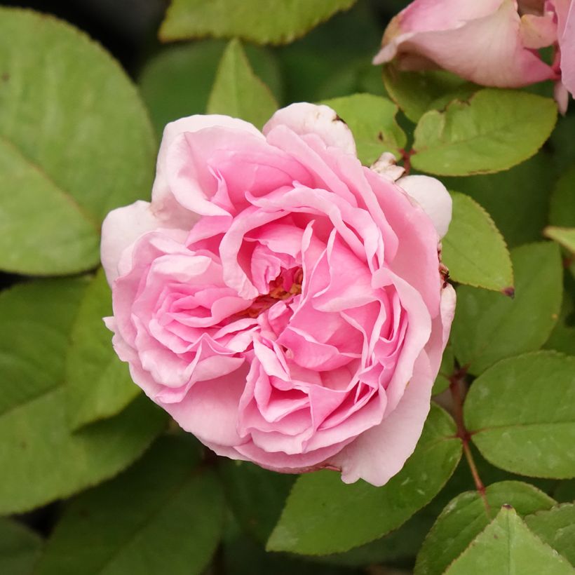 Rosa Madame Ernest Calvat - Historische roos (Bloei)