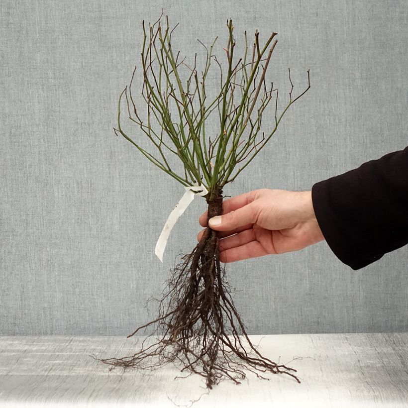 Example of Rosa Marie Pavié - Historische roos Naakte wortel as you get in hiver