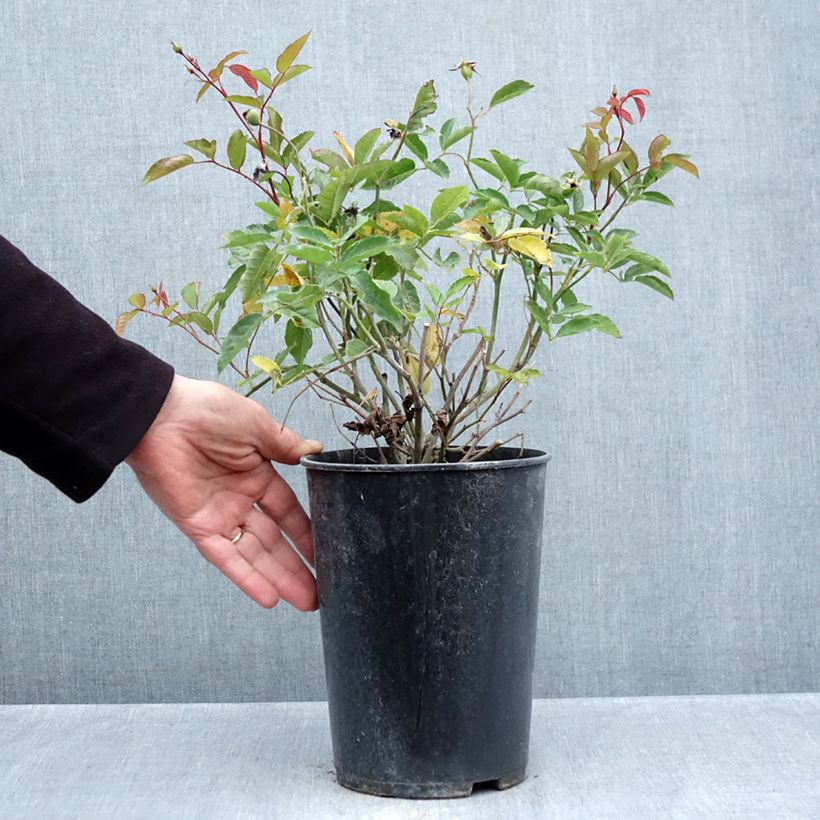 Exemplaar van Rosa Marie Pavié - Historische roos Pot van 4 l/5 l zoals geleverd in de herfst