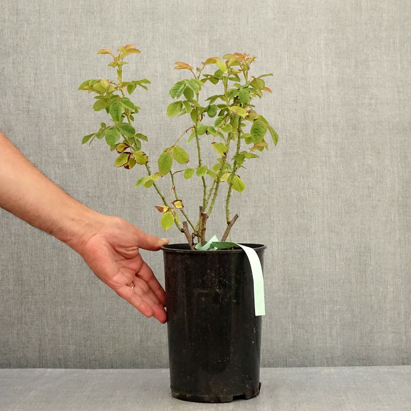 Exemplaar van Rosa Madame Hardy - Historische roos Pot van 4 l/5 l zoals geleverd in de zomer