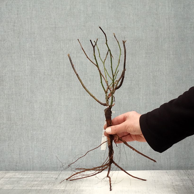 Example of Rosa Madame Isaac Pereire - Historische roos Naakte wortel as you get in hiver