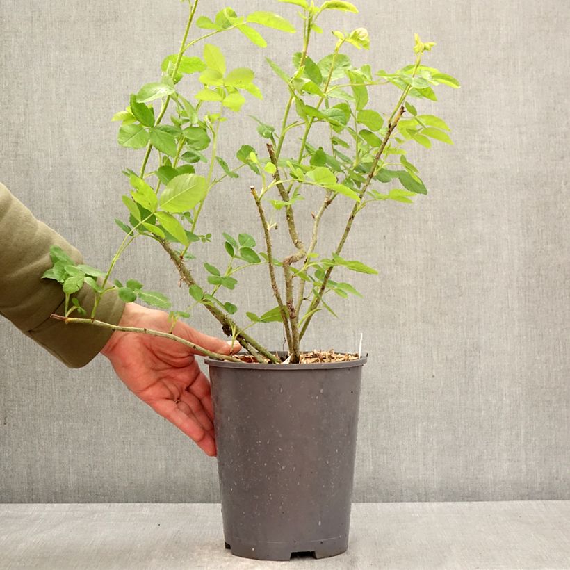Exemplaar van Rosa Salet BIO - Historische roos Pot van 4 l/5 l zoals geleverd in de lente