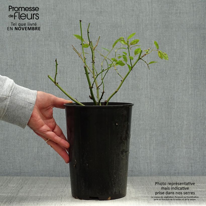 Exemplaar van Rosa Mozart - Muskusroos Pot van 3 l/4 l zoals geleverd in de herfst