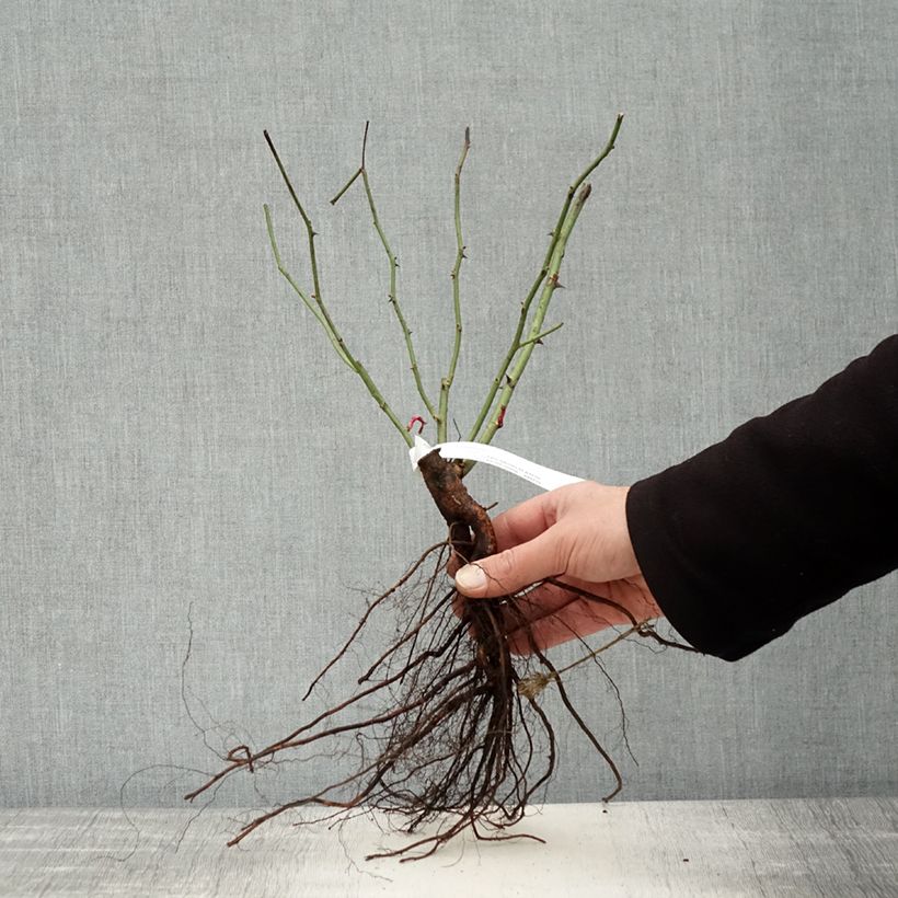 Example of Rosier ancien Mozart Naakte wortel as you get in hiver