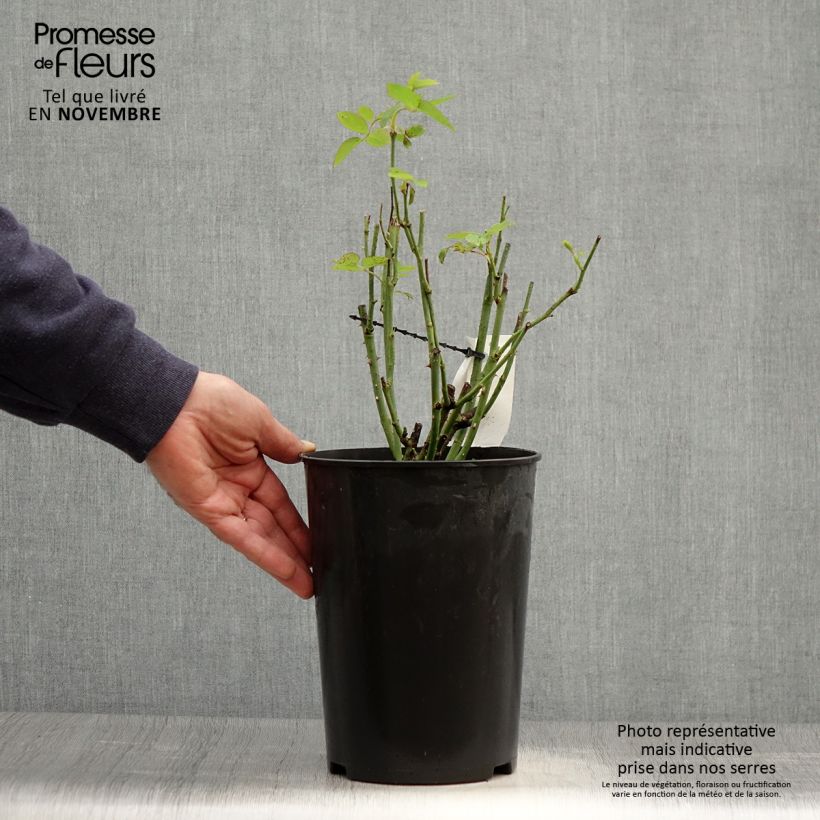 Exemplaar van Rosa Mrs John Laing - Historische roos Pot van 4 l/5 l zoals geleverd in de herfst