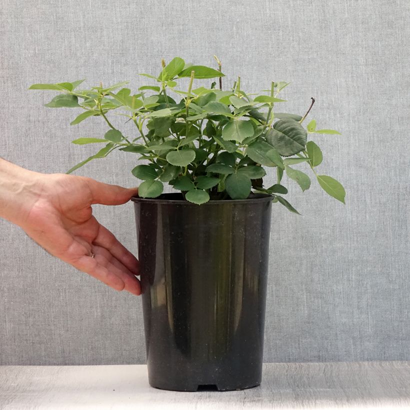 Exemplaar van Rosa Mrs John Laing - Historische roos Pot van 4 l/5 l zoals geleverd in de zomer