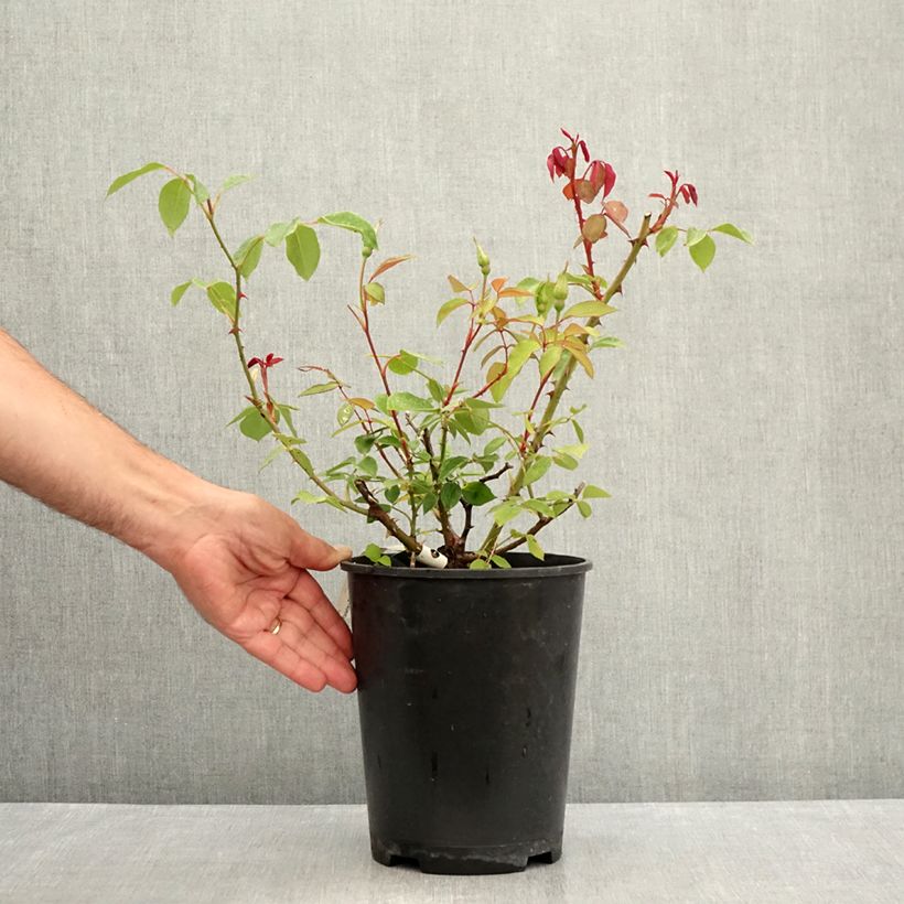 Example of Rosier ancien Mrs Oakley Fisher Pot van 4 l/5 l as you get in ete