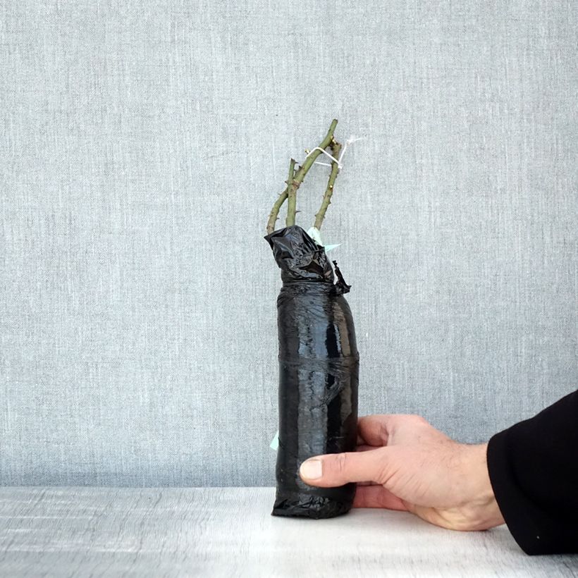 Example of Rosa Penelope - Muskusroos In kluit as you get in hiver