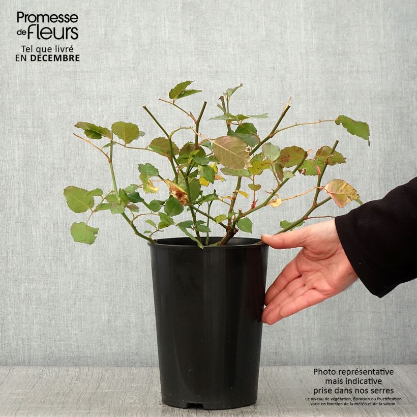 Exemplaar van Rosa Penelope - Muskusroos Pot van 4 l/5 l zoals geleverd in de herfst