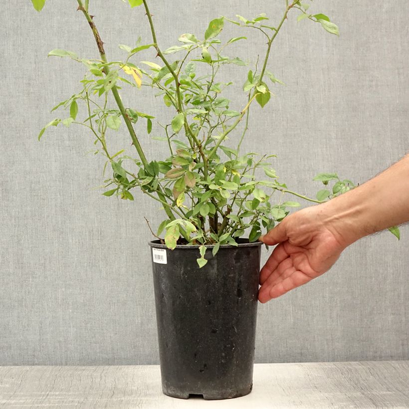 Exemplaar van Rosa Phyllis Bide - Historische roos Pot van 4 l/5 l zoals geleverd in de zomer