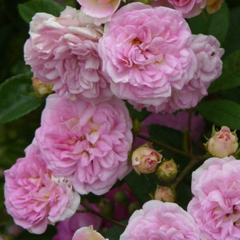 Rosa Pink Ghislaine de Féligonde - Historische roos (Bloei)