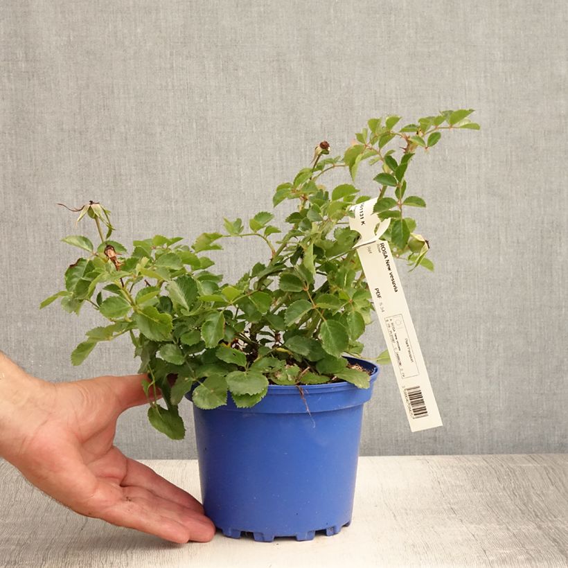 Exemplaar van Rosa Pink Grootendorst - Hondsroos Pot van 4 l/5 l zoals geleverd in de zomer