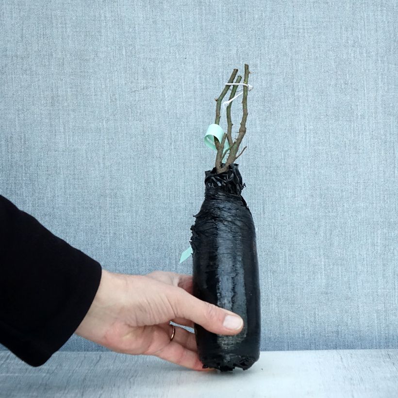 Example of Rosier ancien Raubritter In kluit as you get in hiver