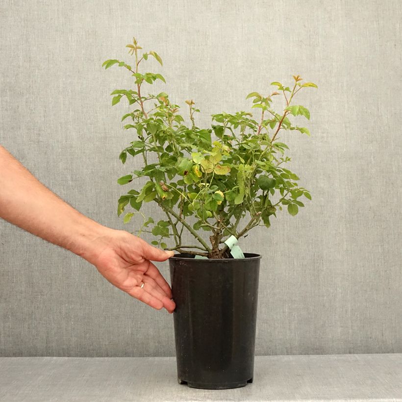 Exemplaar van Rosa Raubritter - Historische roos Pot van 4 l/5 l zoals geleverd in de zomer