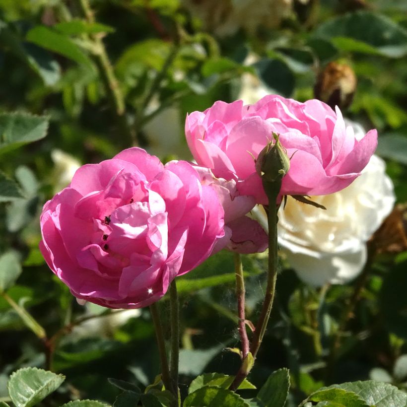 Rosa Raubritter - Historische roos (Bloei)