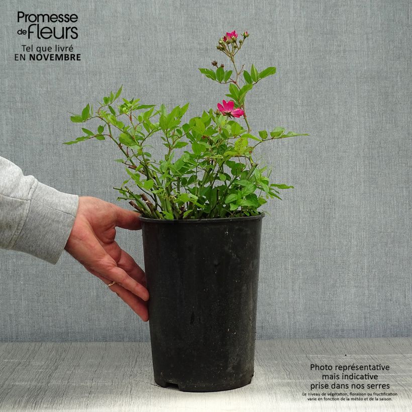 Exemplaar van Rosa Red Ballerina - Historische roos Pot van 4 l/5 l zoals geleverd in de herfst