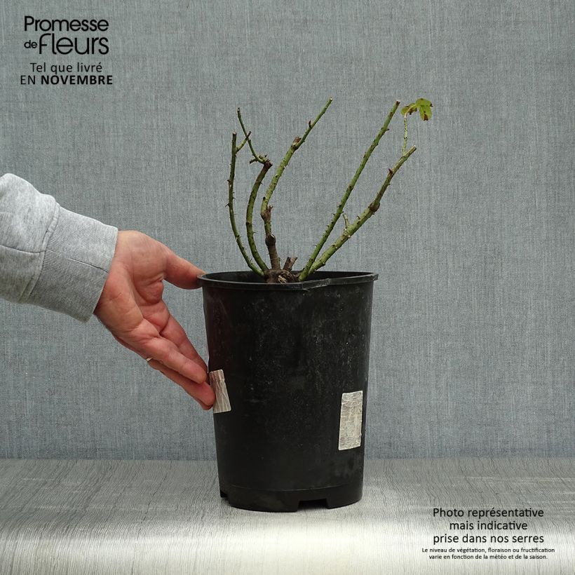 Exemplaar van Rosa Rose de Rescht - Historische roos Pot van 4 l/5 l zoals geleverd in de herfst