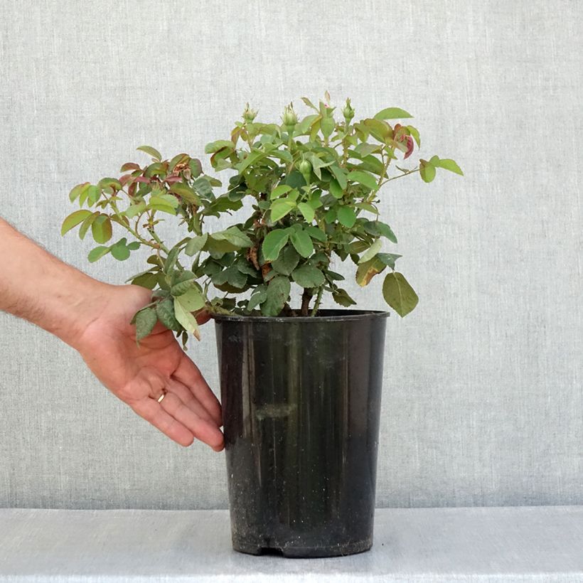 Exemplaar van Rosa Rose de Rescht - Historische roos Pot van 4 l/5 l zoals geleverd in de zomer