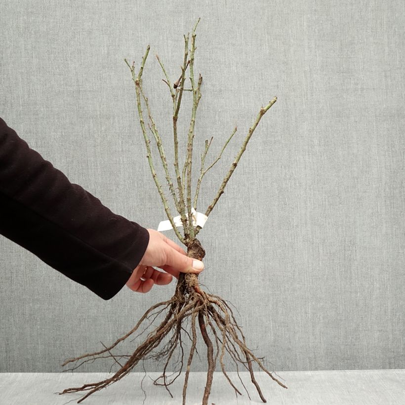 Example of Rosa Rose de Rescht - Historische roos Naakte wortel as you get in hiver