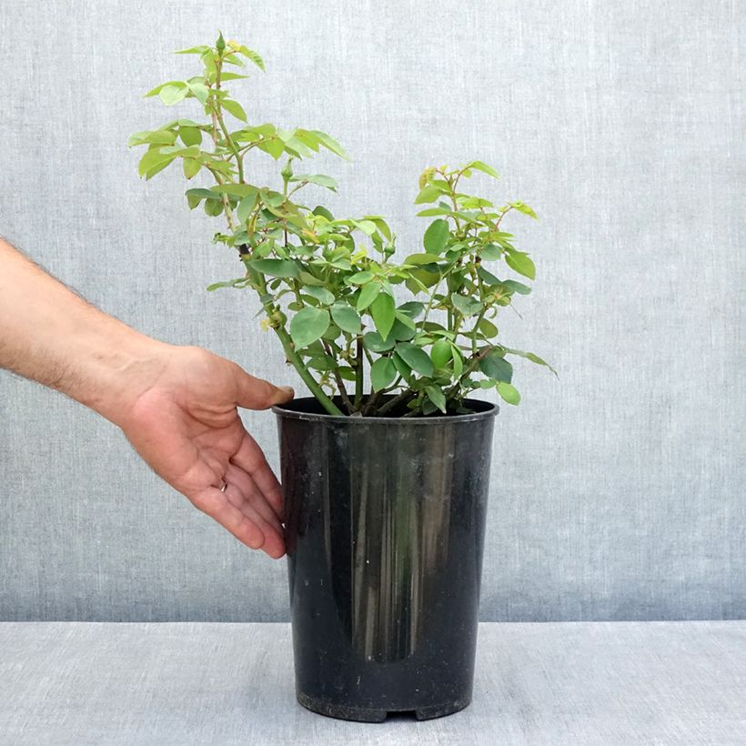 Exemplaar van Rosa Souvenir de la Malmaison - Historische roos Pot van 4 l/5 l zoals geleverd in de zomer